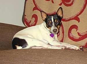 American Toy Terrier Hunde Foto 221 American Toy Terrier