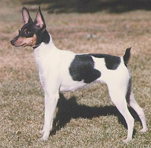 American Toy Terrier