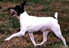 American Toy Terrier Hund