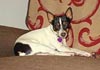 American Toy Terrier Foto (ID 221) American Toy Terrier Hund