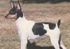 American Toy Terrier Hund