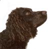 American Water Spaniel