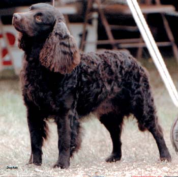 American Water Spaniel Hunde Foto 223 American Water Spaniel