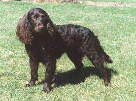 American Water Spaniel