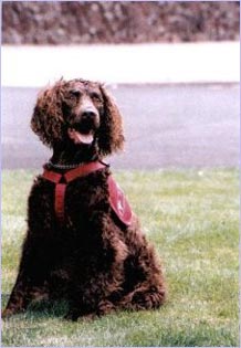 American Water Spaniel Hunde Foto 227 American Water Spaniel
