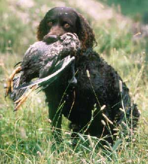 American Water Spaniel Hunde Foto 228 American Water Spaniel