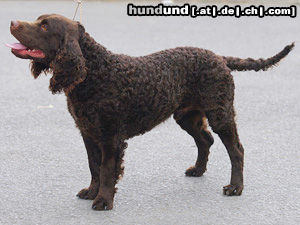 American Water Spaniel Hunde Foto 46904 in höherer Auflösung ansehen American Water Spaniel aufgenommen auf der Welthundeausstellung 2011 in Paris