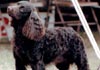 American Water Spaniel Hund