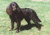 American Water Spaniel Hund