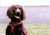 American Water Spaniel Hund