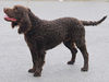 American Water Spaniel Hund