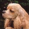 Amerikanischer Cockerspaniel