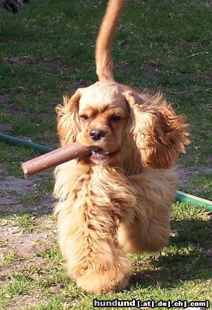 Amerikanischer Cockerspaniel Hunde Foto 11545 Amerikanischer Cockerspaniel Duljanella von der pommerschen heide