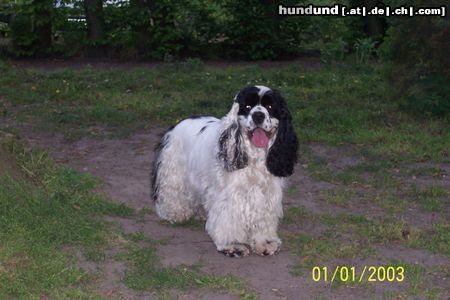 Amerikanischer Cockerspaniel anastacia von der pommerschen heide