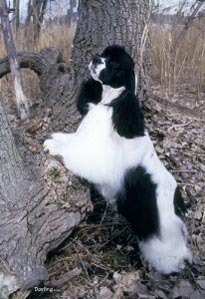 Amerikanischer Cockerspaniel