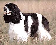 Amerikanischer Cockerspaniel