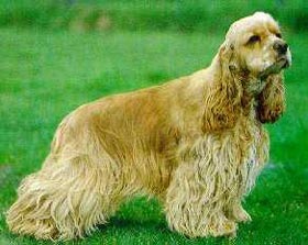 Amerikanischer Cockerspaniel