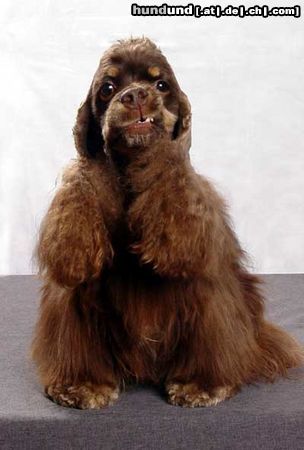 Amerikanischer Cockerspaniel Hunde Foto 18249 in höherer Auflösung ansehen Amerikanischer Cockerspaniel Bitterschokolade