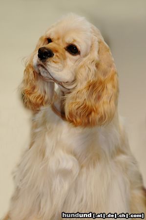 Amerikanischer Cockerspaniel CACIB Erfurt 2005