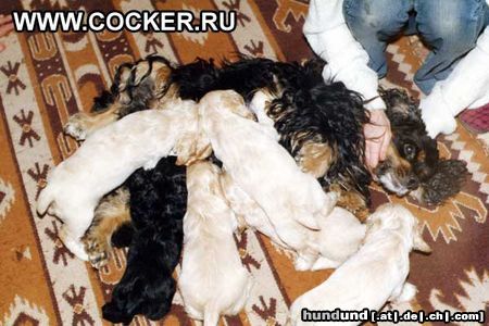 Amerikanischer Cockerspaniel Huuunger