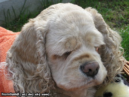 Amerikanischer Cockerspaniel Hunde Foto 44287 in höherer Auflösung ansehen Amerikanischer Cockerspaniel Mein Liebling,Die Sunny
