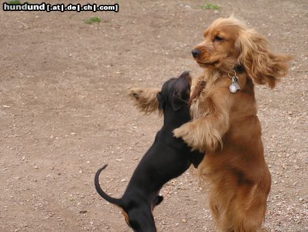 Amerikanischer Cockerspaniel Hunde Foto 21496 in höherer Auflösung ansehen Amerikanischer Cockerspaniel dancing dogs2