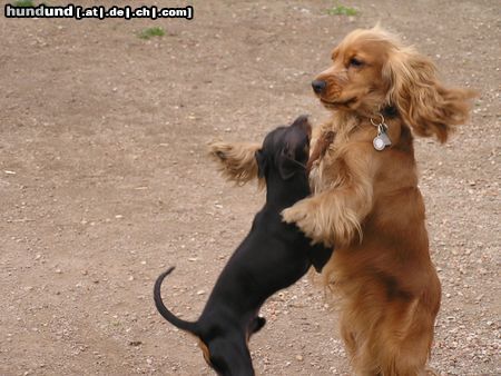 Amerikanischer Cockerspaniel dancing dogs2