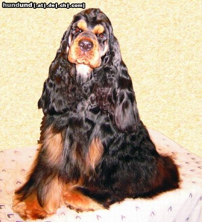 Amerikanischer Cockerspaniel