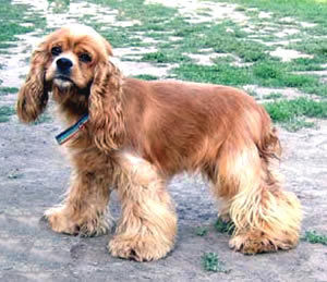 Amerikanischer Cockerspaniel Cocker Spaniel