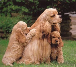 Amerikanischer Cockerspaniel