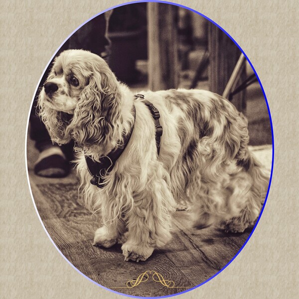 Amerikanischer Cockerspaniel Hunde Foto 47751 Amerikanischer Cockerspaniel Amerikan Cocker Spaniel nicht geschoren und nicht effiliert