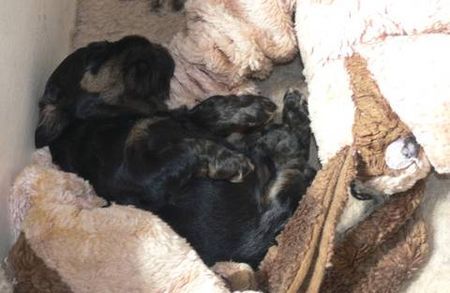 Amerikanischer Cockerspaniel Hunde Foto 39813 in höherer Auflösung ansehen Amerikanischer Cockerspaniel Nicky als er noch gannz klein und süß wahr