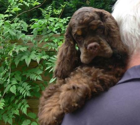 Amerikanischer Cockerspaniel Nickys bruder Eddy