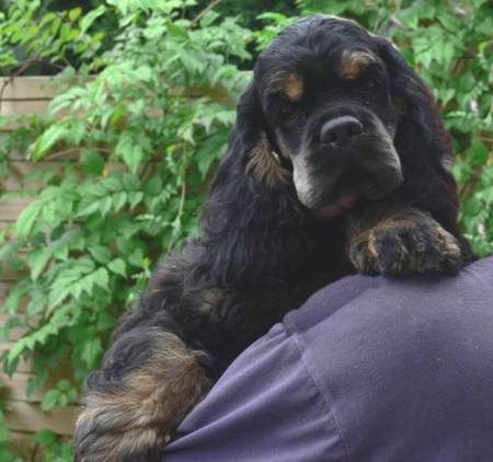 Amerikanischer Cockerspaniel Das ist mein süßer nicky!!!