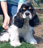 Amerikanischer Cockerspaniel Foto: hier kann man aber schön schlafen (ID 11467) Amerikanischer Cockerspaniel Hund