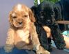 Amerikanischer Cockerspaniel Foto: Djanella+Diva im Alter von 5 Wochen (ID 11539) Amerikanischer Cockerspaniel Hund