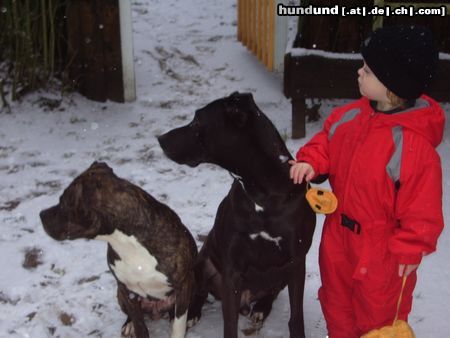 Amerikanischer Pit-Bullterrier Hunde Foto 20408 Amerikanischer Pit-Bullterrier