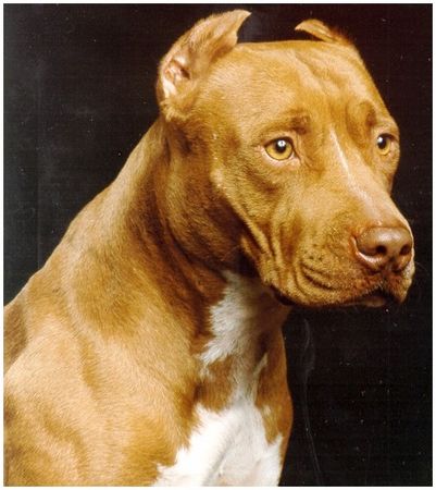 Amerikanischer Pit-Bullterrier Hunde Foto 1230 Amerikanischer Pit-Bullterrier Pitbull