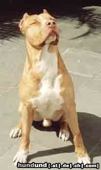 Amerikanischer Pit-Bullterrier Hunde Foto 2824 Amerikanischer Pit-Bullterrier