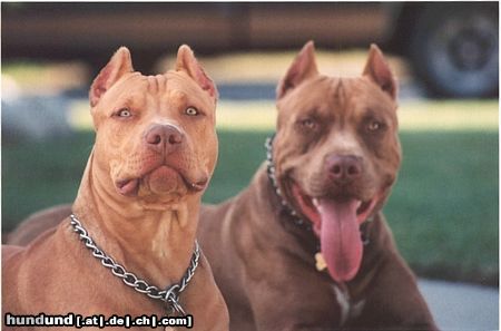 Amerikanischer Pit-Bullterrier Hunde Foto 2828 Amerikanischer Pit-Bullterrier