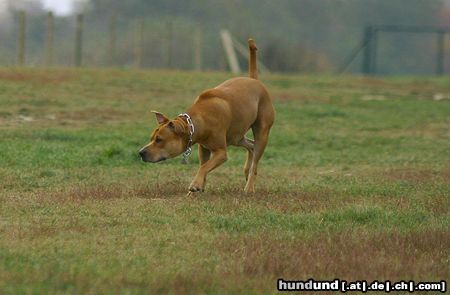 Amerikanischer Pit-Bullterrier Hunde Foto 26290 in höherer Auflösung ansehen Amerikanischer Pit-Bullterrier Huch