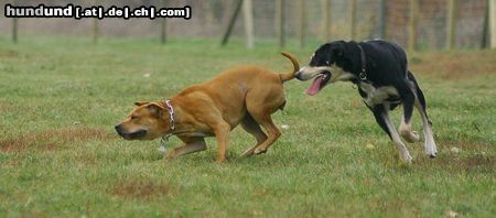 Amerikanischer Pit-Bullterrier Hunde Foto 26291 in höherer Auflösung ansehen Amerikanischer Pit-Bullterrier nur weg hier