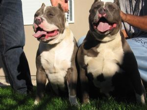 Amerikanischer Pit-Bullterrier Hunde Foto 35567 in höherer Auflösung ansehen Amerikanischer Pit-Bullterrier costello-carlito-gang