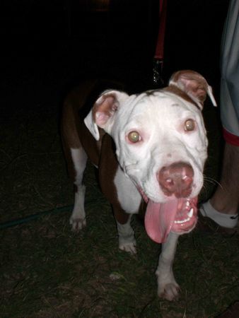 Amerikanischer Pit-Bullterrier