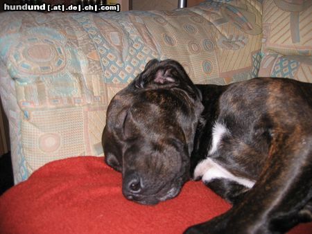 Amerikanischer Pit-Bullterrier Hunde Foto 22565 in höherer Auflösung ansehen Amerikanischer Pit-Bullterrier daysy 1Jahr