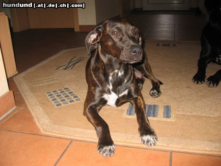 Amerikanischer Pit-Bullterrier Hunde Foto 22564 in höherer Auflösung ansehen Amerikanischer Pit-Bullterrier Daysy 1Jahr