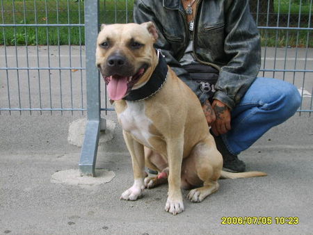 Amerikanischer Pit-Bullterrier Hunde Foto 33856 Amerikanischer Pit-Bullterrier hallo grüsse von mein dicken