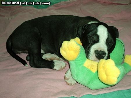 Amerikanischer Pit-Bullterrier Hunde Foto 20561 Amerikanischer Pit-Bullterrier Luna und der Frosch
