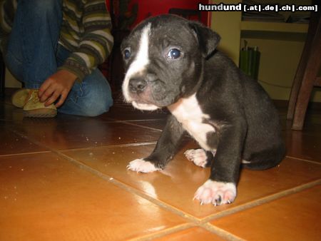 Amerikanischer Pit-Bullterrier Hunde Foto 21588 in höherer Auflösung ansehen Amerikanischer Pit-Bullterrier Hier war er noch 1 Monat alt!!