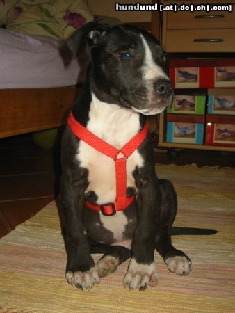 Amerikanischer Pit-Bullterrier Hunde Foto 21587 in höherer Auflösung ansehen Amerikanischer Pit-Bullterrier Das ist mein damals noch 2 Monate alter gutmütiger Pit Bull Terrier \'Trukie\'!